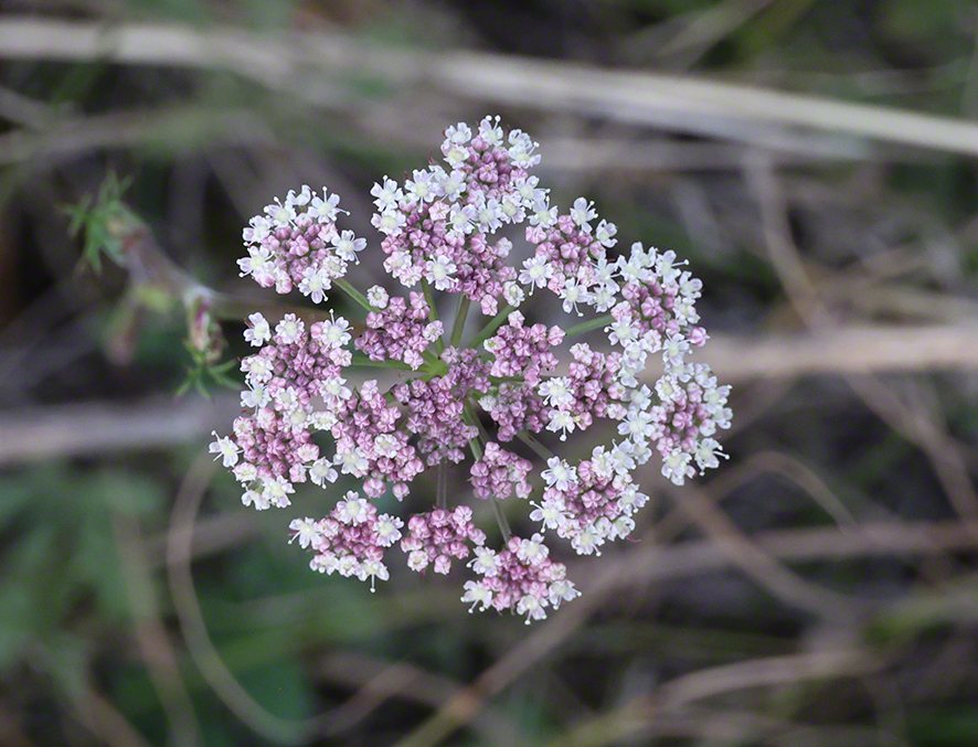 Bibernelle